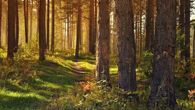 Музыка для творчества и вдохновения ♪ Лучшая расслабляющая музыка смотреть онлайн