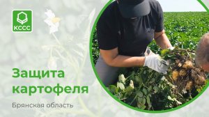 Защита картофеля препаратами Кирово-Чепецкой Химической Компании