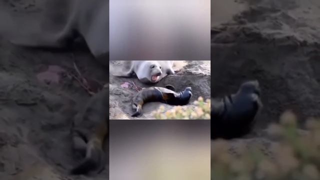 Инструкция по защите от диких животных смотреть онлайн