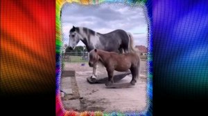 Лошади тоже умеют развлекаться