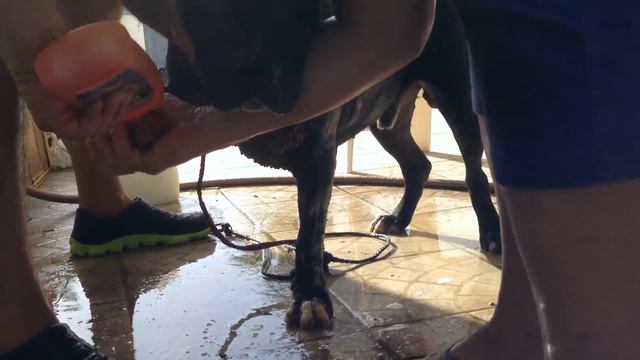 Люди спасли питбуля!!! смотреть онлайн