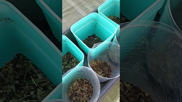 Сибирь. Переваливаем Бегонию в больший объём ёмкости. смотреть онлайн