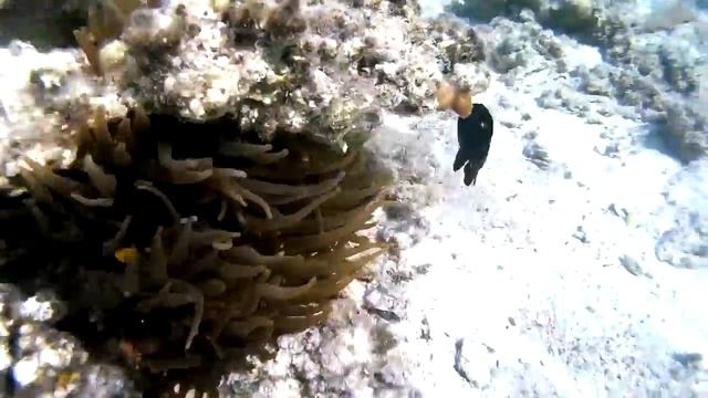 Остров Утопия: исчезающий остров - Снято на SJ4000 смотреть онлайн