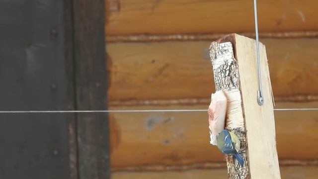 Птицы. Иваново. Лазоревка