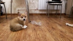 Смешной Корги Пемброк