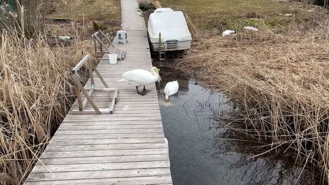 Танцы на пирсе с лебедем-мамой. Лебедь-папа не против! смотреть онлайн