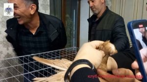 Узбекские двухчубие голуби Намангана (ноябр 2021 года)