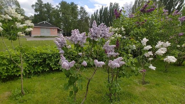Сиреневая аллея на ВДНХ смотреть онлайн