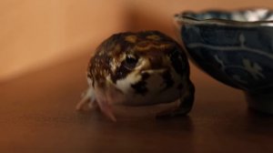 Good Morning, Potato Fairy!