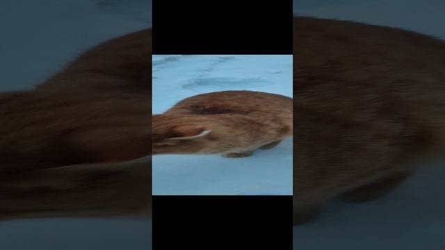 Рыжий классный кот!)?