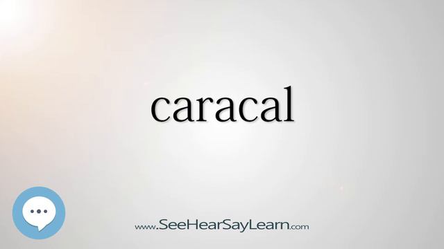 caracal (Every English Word Pronounced) 📕🔊🗣️😎✅ смотреть онлайн