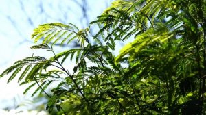 Музыка релакс