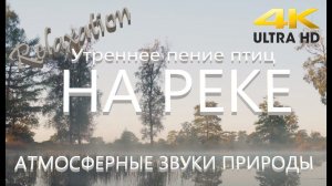 4K UHD Туманное утро на природе  Звуки природы, пение птиц, релакс, медитация утро на природе