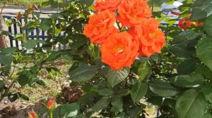 Сорт розы Брилиант Корсар -сильнорослая Яркая,красавица 12 июня 2021 года