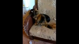 Мейн кун и такса