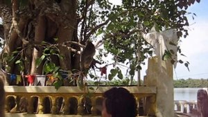 Ратуфы - гигантские белки (Шри-Ланка)