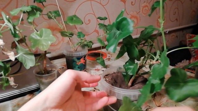Обрезка плющелистной пеларгонии весной. Секрет формировки пеларгонии для пышного цветения.Укоренени