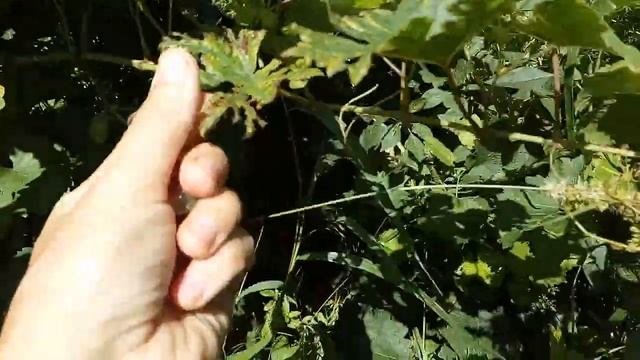 Виноград сорт 