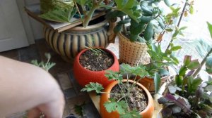 Пеларгония душистая лекарственная Душистая герань