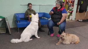 Исправление зооагрессии с БШО Нина Попова показывает и рассказывает как исправлять агрессию на соба