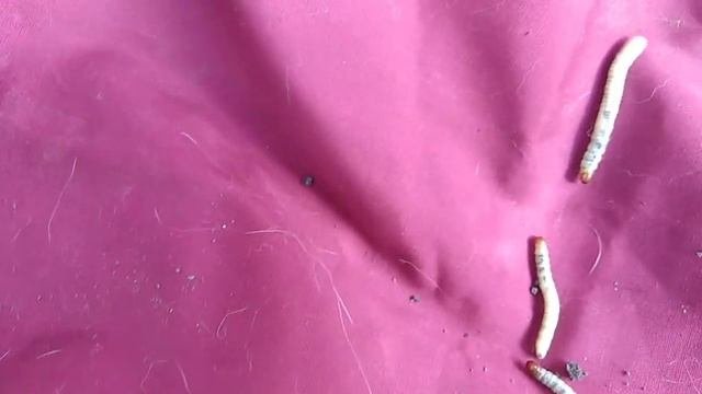 Почему не цветёт клематис. Причина  болезни моих клематисов. Ставрополь.