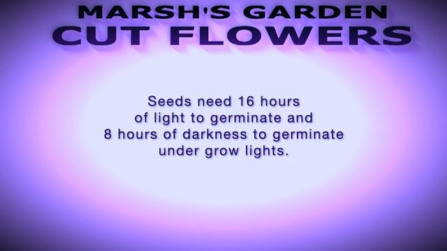 Germinating Blue Sea Holly Eryngium - Fast Facts - Starting Eryngium from Seed Cut Flower Farm смотреть онлайн