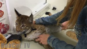 ВАКЦИНАЦИЯ РЫСИ. Прививка для дикой кошки.