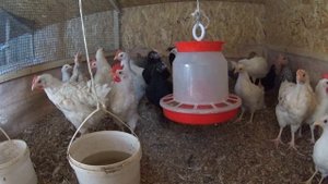 Домашний бройлер. Гибриды Мини мясных кур с Царскосельским петухом