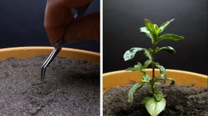 Выращивание Базилик, от семян до цветков за 69 дней - создано Boxlapse