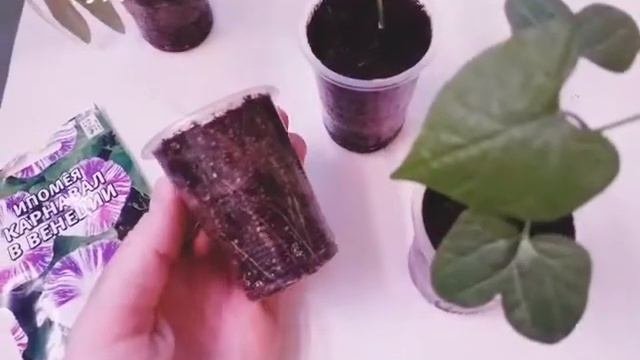 Ипомея?в домашних условиях. Почему выращиваю в рассаде? ?