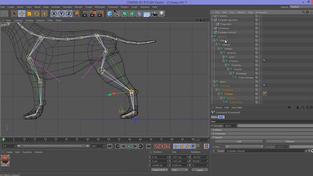сетап собаки в Cinema 4D