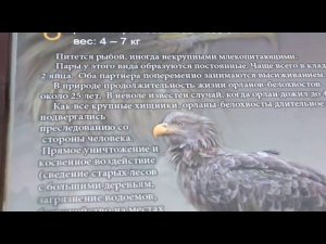Орлан-белохвост в зоопарке МосквыI8(916)702-11-08 Москва