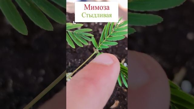 Мимоза стыдливая (Mimosa pudica). ??