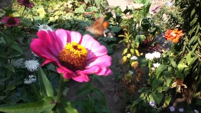 Бабочка Бражник Языкан - Butterfly Brajnik
