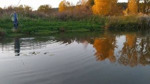 Обзор рыбы в своем пруду ноябрь 2021. Строим пруд в деревне, часть 26.