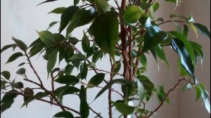 Белокрылка - борюсь ♒ Повторная помывка Фикуса