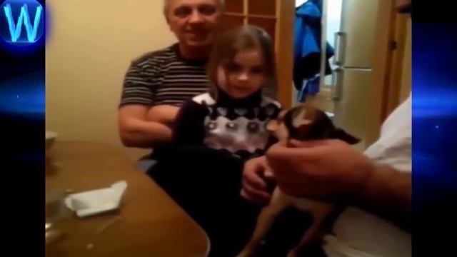 Чихуахуеныши