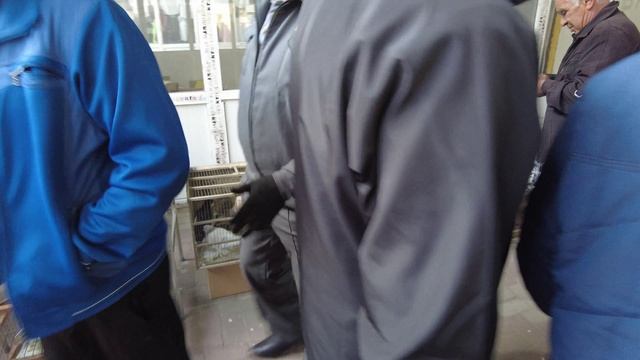 голуби