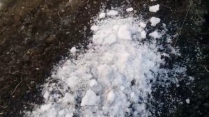 Бархатцы, сеем в теплицу! 30.03.19