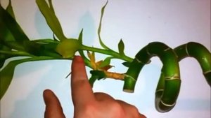The Best Looking Lucky Bamboo Plants - Propagating