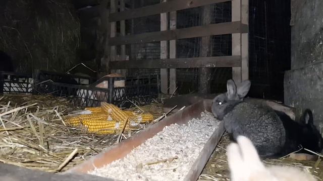 ХУТОРСКАЯ РЕАЛЬНОСТЬ: ЗАБОТА О НАШИХ ЖИВОТНЫХ И ПЧЁЛАХ ,ЧТО МЫ ИМ ПОКУПАЕМ И КАК ГОТОВИМ ИХ К ВЕСНЕ смотреть онлайн