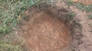 Сажаем дерево в песчаную почву