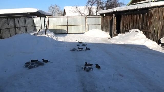 Охота на утку с чучелами. Комплект чучел уток на все случаи жизни! смотреть онлайн