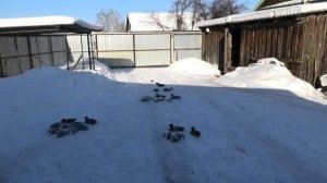 Охота на утку с чучелами. Комплект чучел уток на все случаи жизни!