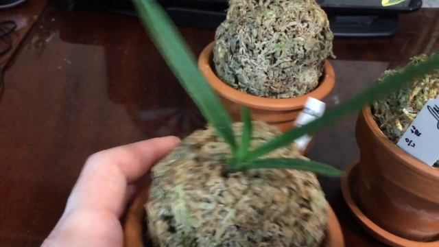 Еще несколько Neofinetia falcata и Dendrobium moniliforme. смотреть онлайн