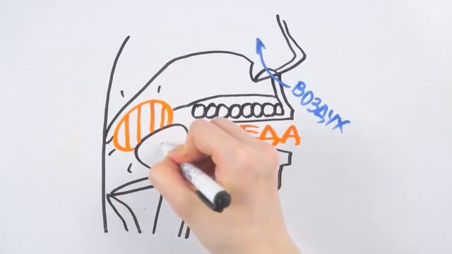 Как устроен процесс глотания человека