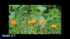 Песня на стихи С.Маршака.