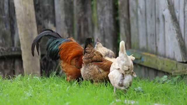 Звуки русской деревни. Пение петухов и птиц, лай собак и колка дров, голоса лошадей и свеней.