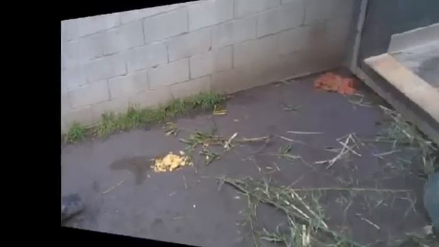 2013-02-08 Xiao Liwu's Early Morning Workout смотреть онлайн