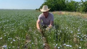 Лён - неприхотливая культура для засушливого климата